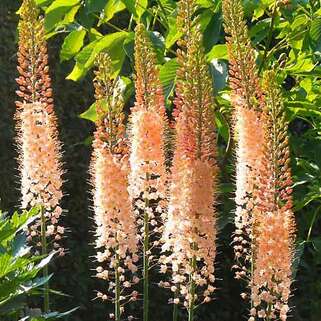 Эремурус гибридный Roford (Рофорд)