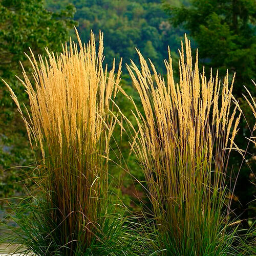 Вейник Karl Foerster (Карл Форстер)