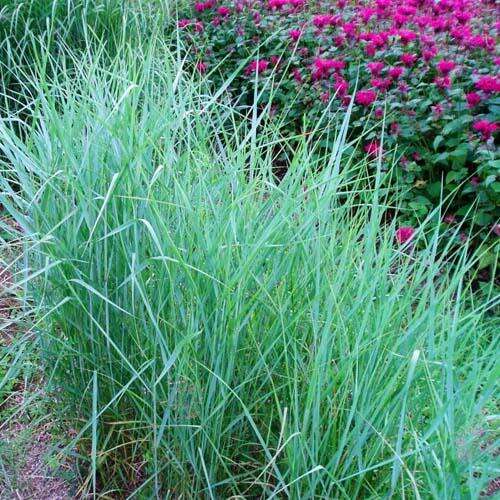 Просо Prairie Sky (Прейри Скай)