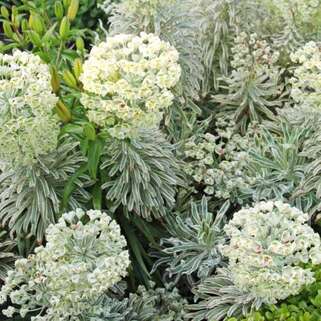 Молочай Tasmanian Tiger (Тасманиан Тайгер)