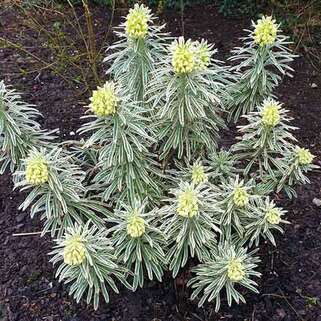 Молочай Tasmanian Tiger (Тасманиан Тайгер)