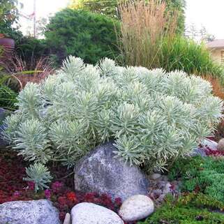 Молочай Tasmanian Tiger (Тасманиан Тайгер)