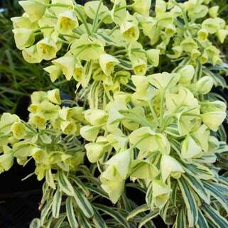 Молочай Tasmanian Tiger (Тасманиан Тайгер)