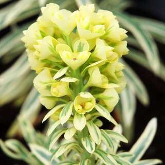 Молочай Tasmanian Tiger (Тасманиан Тайгер)