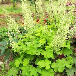 Гейхера Rex Lime (Рекс Лайм)