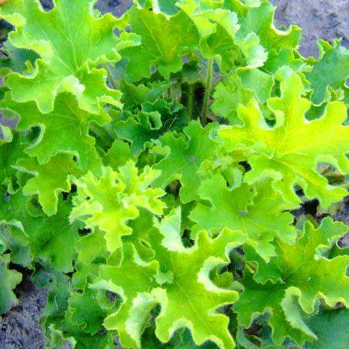 Гейхера Rex Lime (Рекс Лайм)