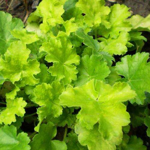 Гейхера Rex Lime (Рекс Лайм)