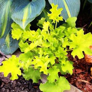 Гейхера Rex Lime (Рекс Лайм)