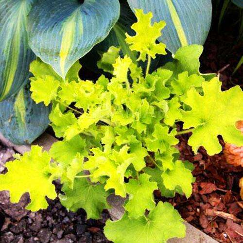 Гейхера Rex Lime (Рекс Лайм)