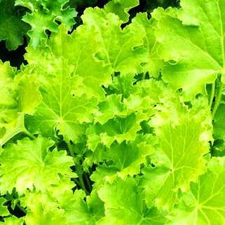 Гейхера Rex Lime (Рекс Лайм)