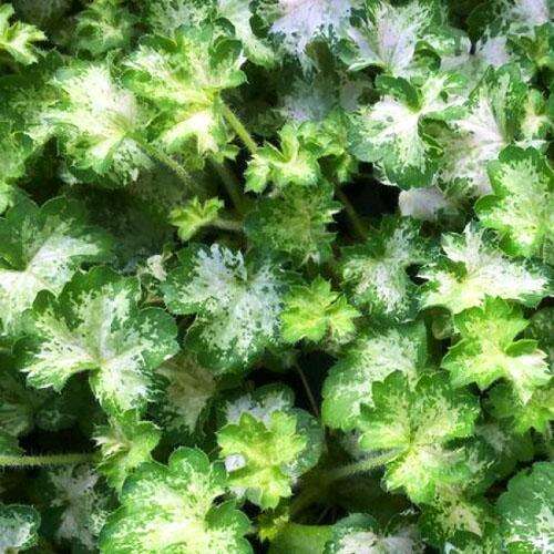 Гейхера Dew Drops (Дью Дропс)