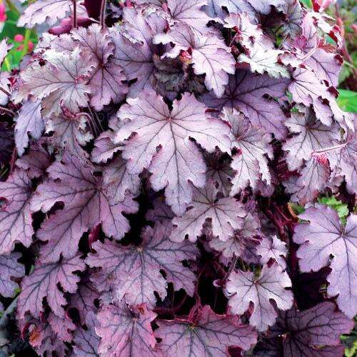 Гейхерелла Plum Cascade (Плам Каскад)