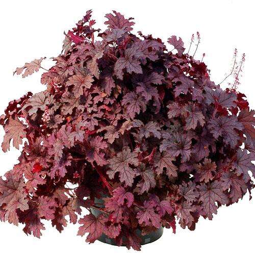 Гейхерелла Plum Cascade (Плам Каскад)