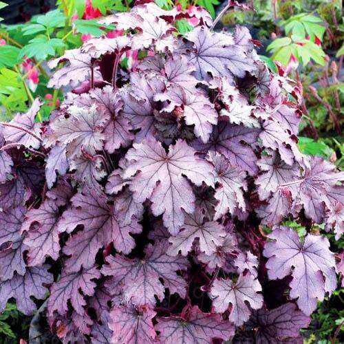 Гейхерелла Plum Cascade (Плам Каскад)