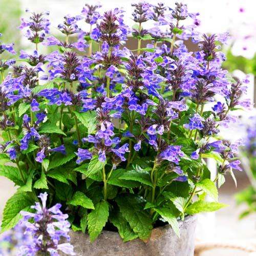 Котовник жилковатый Neptune (Нептун) 