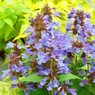 Котовник жилковатый Neptune (Нептун) 