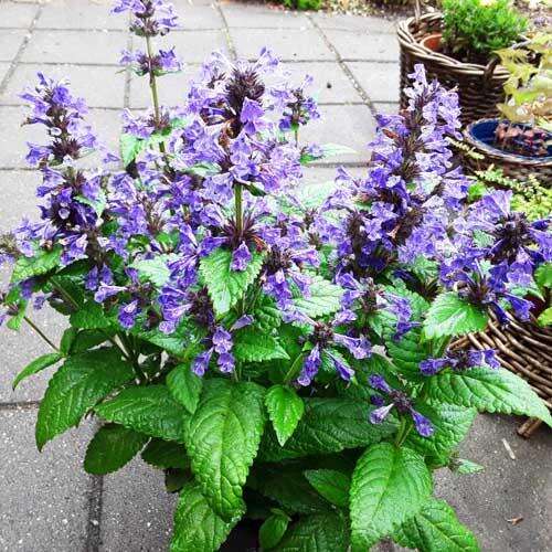 Котовник жилковатый Neptune (Нептун) 