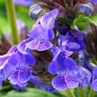 Котовник жилковатый Neptune (Нептун) 