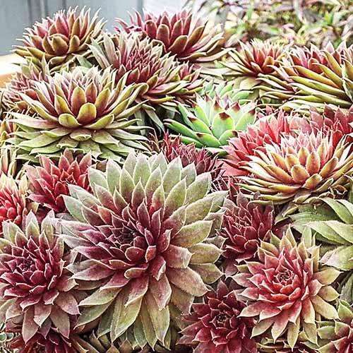 Молодило BigSam Pink Pomelo (Пинк Помело)