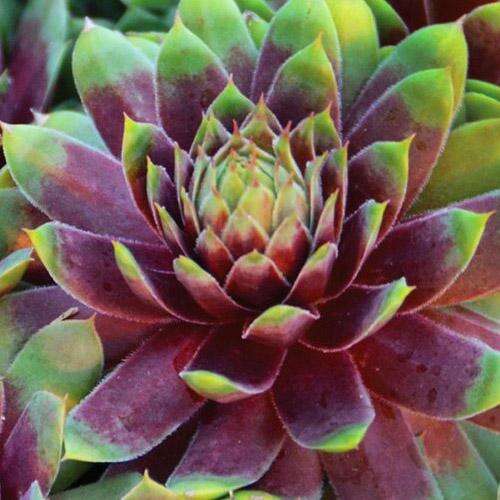 Молодило BigSam Pink Pomelo (Пинк Помело)