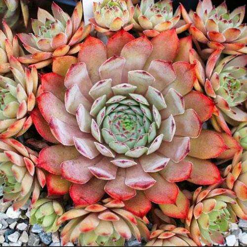 Молодило BigSam Pink Pomelo (Пинк Помело)