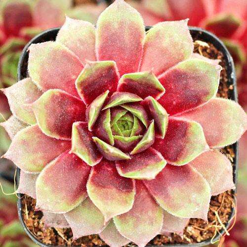 Молодило BigSam Pink Pomelo (Пинк Помело)