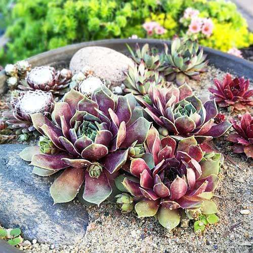 Молодило BigSam Purple Quartz (Пурпл Кварц)