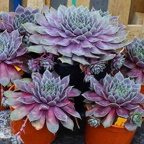 Молодило BigSam Purple Quartz (Пурпл Кварц)