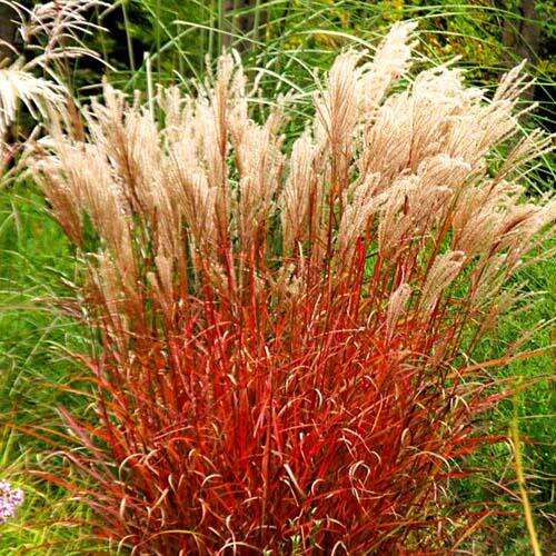 Мискантус Ferner Osten (Фернер Остен)