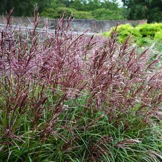 Мискантус Ferner Osten (Фернер Остен)