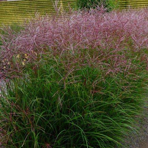 Мискантус Ferner Osten (Фернер Остен)