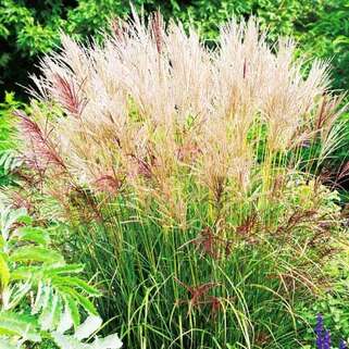 Мискантус Ferner Osten (Фернер Остен)