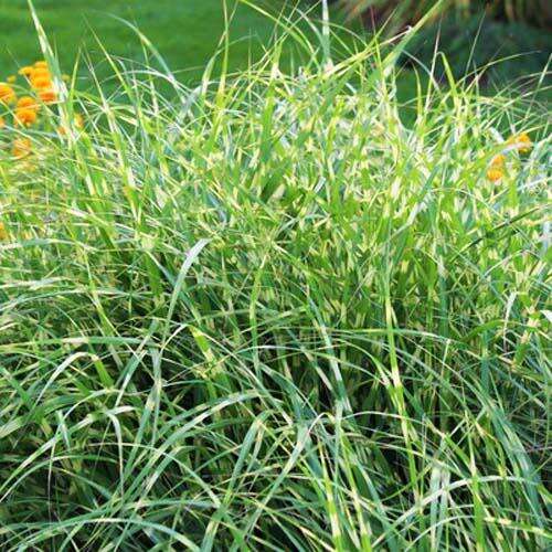 Мискантус Little Zebra (Литтл Зебра)