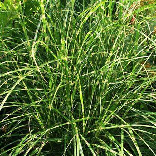 Мискантус Little Zebra (Литтл Зебра)