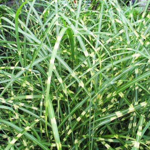 Мискантус Little Zebra (Литтл Зебра)