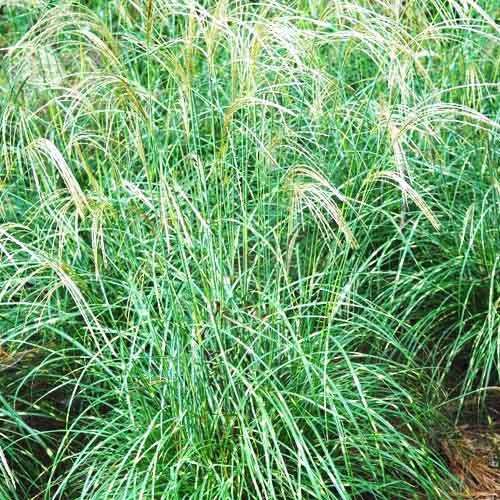 Мискантус Little Zebra (Литтл Зебра)