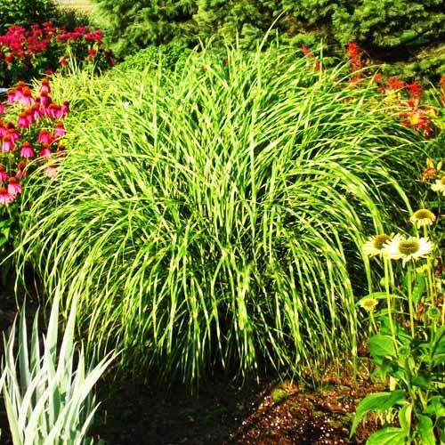 Мискантус Little Zebra (Литтл Зебра)