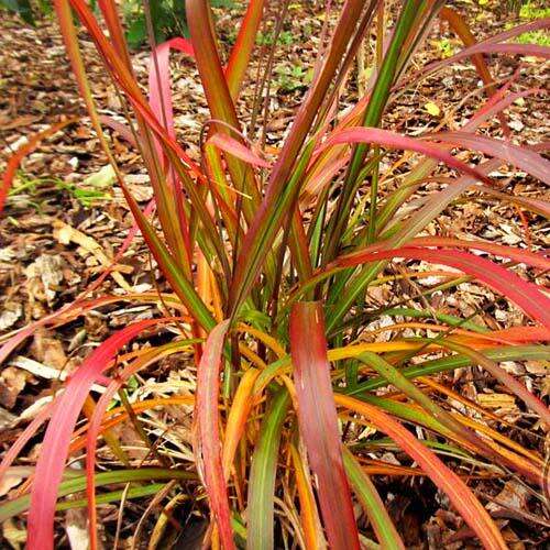 Мискантус Navajo (Навайо)