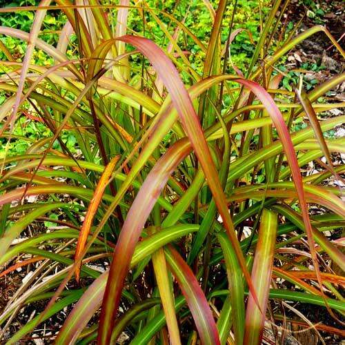 Мискантус Navajo (Навайо)