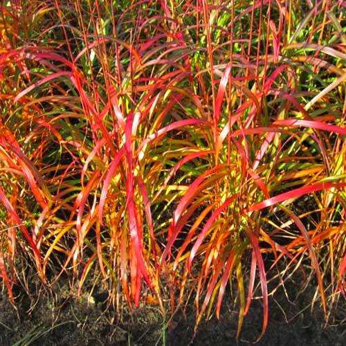 Мискантус Navajo (Навайо)