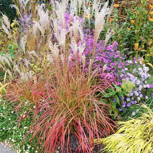 Мискантус Navajo (Навайо)