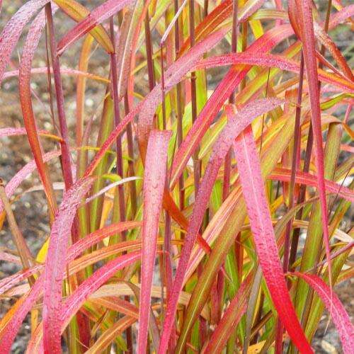 Мискантус Navajo (Навайо)