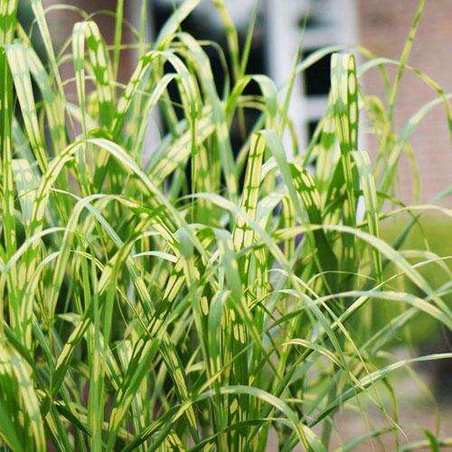 Мискантус Aligator (Алигатор)