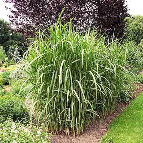 Мискантус Aligator (Алигатор)