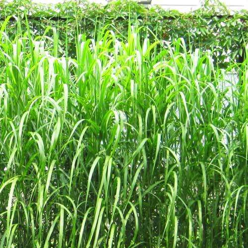 Мискантус Aligator (Алигатор)