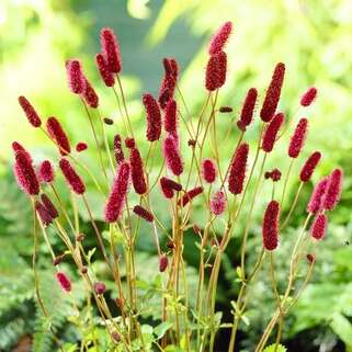 Кровохлёбка лекарственная Arnhem (Арнгем)