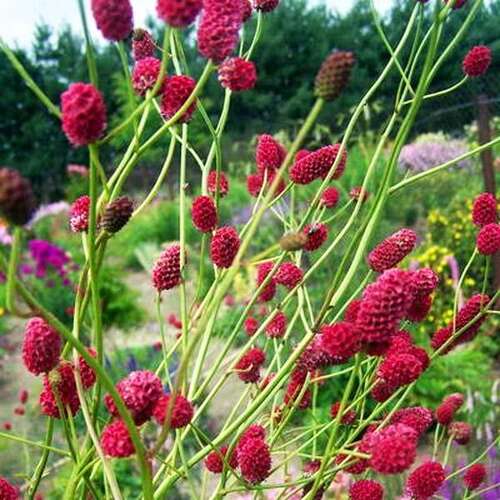 Кровохлёбка лекарственная Arnhem (Арнгем)