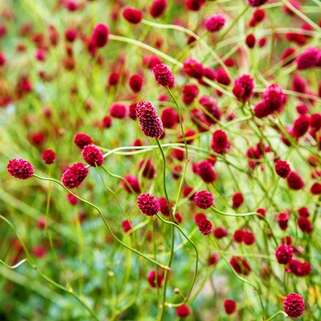 Кровохлёбка лекарственная Arnhem (Арнгем)