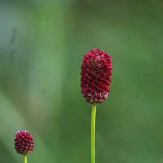 Кровохлёбка лекарственная Arnhem (Арнгем)