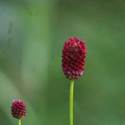 Кровохлёбка лекарственная Arnhem (Арнгем)